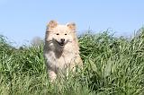 CHIEN FINNOIS DE LAPONIE 021